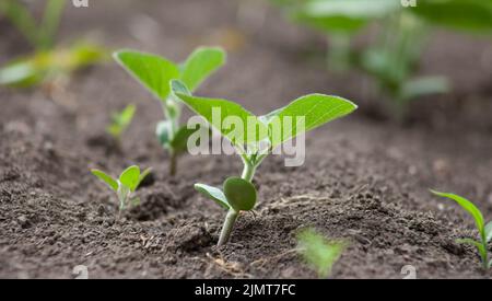 Eine zarte, zerbrechliche Sojabohne sprießt auf dem Feld zur Sonne. Landwirtschaftliche Nutzpflanzen im freien Feld. Selektiver Fokus. Stockfoto