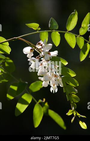 Zweig blühender Akazienblüten mit Blättern an einem sonnigen Tag auf einem verschwommenen grünen Hintergrund. Duftender Nektar, reich an Honig Stockfoto