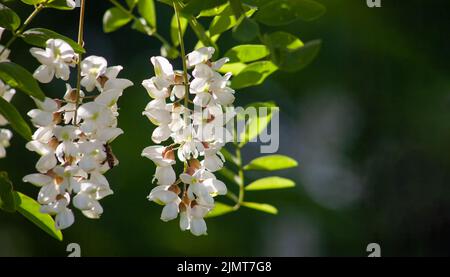 Akazie mit Frühlingsblüte. Weiße Blumen an einem sonnigen Tag auf einem grünen Hintergrund hervorgehoben. Eine Quelle von Nektar für zarten Duft Stockfoto