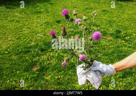 Blühende Klette, Onopordum acanthium. Rosafarbene Klette, STACHELIGE TARTARBLÜTEN auf einem grünen Hintergrund der Natur. Pflanzenhintergrund, Nahaufnahme. Stockfoto