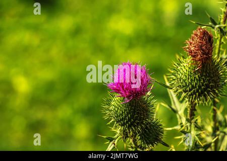 Blühende Klette, Onopordum acanthium. Rosafarbene Klette, STACHELIGE TARTARBLÜTEN auf einem grünen Hintergrund der Natur. Pflanzenhintergrund, Nahaufnahme. Stockfoto