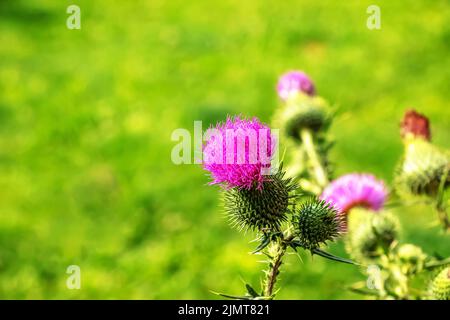 Blühende Klette, Onopordum acanthium. Rosafarbene Klette, STACHELIGE TARTARBLÜTEN auf einem grünen Hintergrund der Natur. Pflanzenhintergrund, Nahaufnahme. Stockfoto