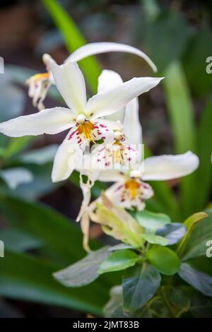 Orchideenblüte, weißes Cymbidium Stockfoto