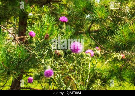 Blühende Klette, Onopordum acanthium. Rosafarbene Klette, STACHELIGE TARTARBLÜTEN auf einem grünen Hintergrund der Natur. Pflanzenhintergrund, Nahaufnahme. Stockfoto