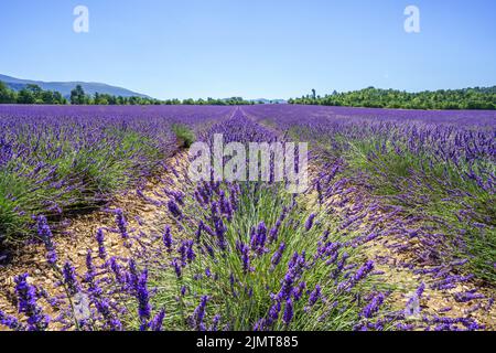 Lavendelfelder in Valensole, Sommer in der Provence, Frankreich Stockfoto