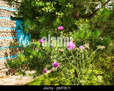 Blühende Klette, Onopordum acanthium. Rosafarbene Klette, STACHELIGE TARTARBLÜTEN auf einem grünen Hintergrund der Natur. Pflanzenhintergrund, Nahaufnahme. Stockfoto