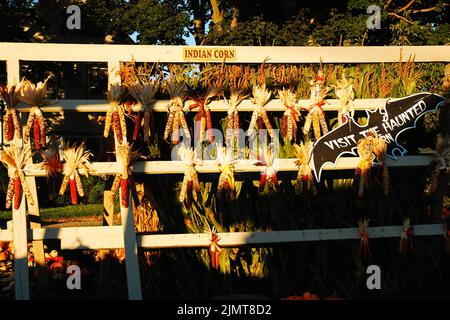 An einem sonnigen Herbsttag steht Indian Corn im Herbst auf einer Farm am Straßenrand auf Long Island zum Verkauf Stockfoto