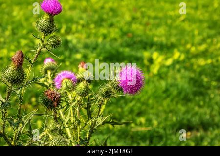 Blühende Klette, Onopordum acanthium. Rosafarbene Klette, STACHELIGE TARTARBLÜTEN auf einem grünen Hintergrund der Natur. Pflanzenhintergrund, Nahaufnahme. Stockfoto