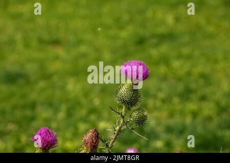 Blühende Klette, Onopordum acanthium. Rosafarbene Klette, STACHELIGE TARTARBLÜTEN auf einem grünen Hintergrund der Natur. Pflanzenhintergrund, Nahaufnahme. Stockfoto