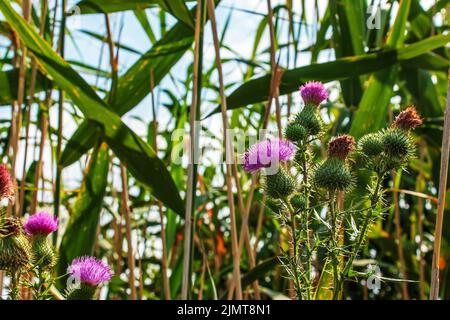 Blühende Klette, Onopordum acanthium. Rosafarbene Klette, STACHELIGE TARTARBLÜTEN auf einem grünen Hintergrund der Natur. Pflanzenhintergrund, Nahaufnahme. Stockfoto