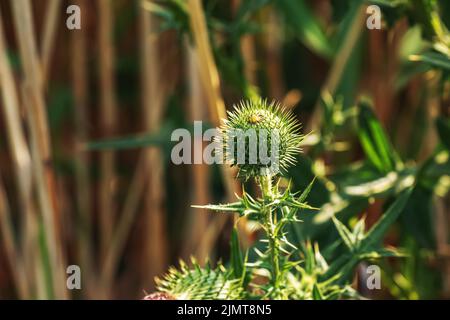 Blühende Klette, Onopordum acanthium. Rosafarbene Klette, STACHELIGE TARTARBLÜTEN auf einem grünen Hintergrund der Natur. Pflanzenhintergrund, Nahaufnahme. Stockfoto