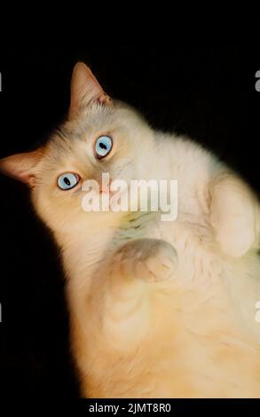 Blue, eine siamesische Katze mit Flammpunkt, legt sich am 7. August 2022 in CODEN, Alabama, auf den Rücken. Stockfoto