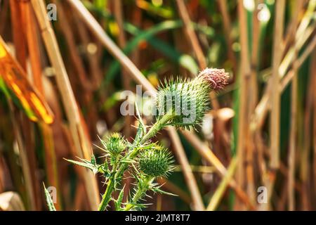 Blühende Klette, Onopordum acanthium. Rosafarbene Klette, STACHELIGE TARTARBLÜTEN auf einem grünen Hintergrund der Natur. Pflanzenhintergrund, Nahaufnahme. Stockfoto