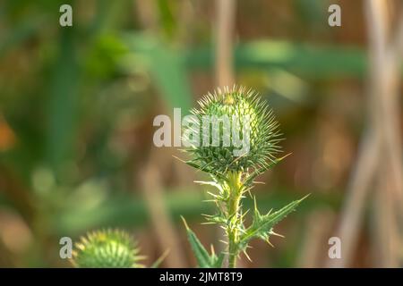 Blühende Klette, Onopordum acanthium. Rosafarbene Klette, STACHELIGE TARTARBLÜTEN auf einem grünen Hintergrund der Natur. Pflanzenhintergrund, Nahaufnahme. Stockfoto