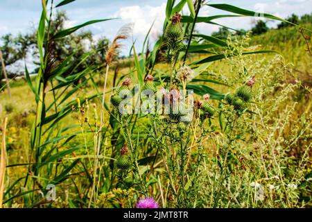 Blühende Klette, Onopordum acanthium. Rosafarbene Klette, STACHELIGE TARTARBLÜTEN auf einem grünen Hintergrund der Natur. Pflanzenhintergrund, Nahaufnahme. Stockfoto