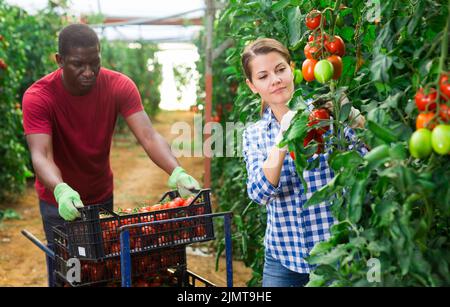 Der Mann hilft der Frau, die Ernte reifer roter Tomaten zu ernten Stockfoto