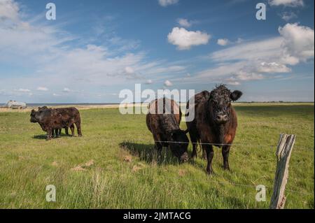 Galloway-Rindfleisch Stockfoto