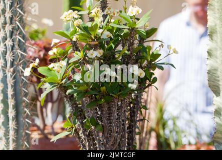 Nahaufnahme einer einheimischen madagassischen Pflanze oder Dornenkrone Pflanze , Eforbia milii des Moul ) auf der RHS Hyde Hall Flower Show, August 2022. Stockfoto