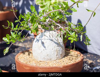 Nahaufnahme einer Caudexpflanze Fockea edulis (Thunb.) K.Schum ist auf der RHS Hyde Hall Flower Show am seltenen und ungewöhnlichen Pflanzenstand zu sehen. August 2022 Stockfoto