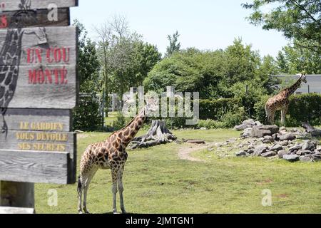 Eine Giraffe, die auf Gras hinter einem hölzernen Schild in Zoo Granby, QC, Kanada steht Stockfoto