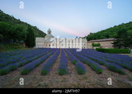 Wunderschönes Lavendelfeld im Vordergrund und die berühmte Abbaye Notre-Dame de Sénanque in der Abenddämmerung, Provence, Frankreich Stockfoto