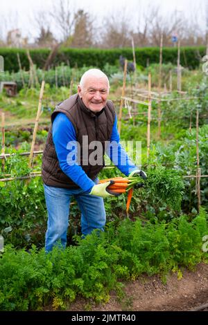 Gealterter Gärtner erntet Karotten Stockfoto
