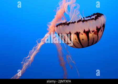 Schönes, zartes, violett gestreiftes Gelee mit langen Tentakeln, beleuchtet mit einem inneren Glanz. Auch bekannt als violett gestreifte Seenessel. Stockfoto