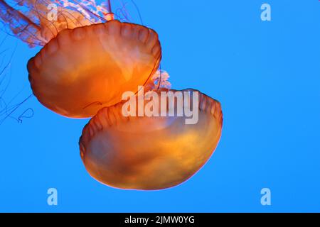 Wunderschöne orangefarbene Meersaline, die in tiefblauem Wasser treiben. Stockfoto