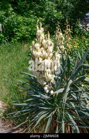 Blühende Yucca Gloriosa. Stockfoto