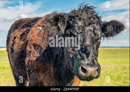 Galloway Rinder Stockfoto