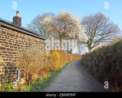 Blick auf die schmale Landstraße, die von einem Bauernhaus und einer Steinmauer mit aufkeimenden Frühlingsbüschen und blühenden Bäumen mit einem s umgeben ist Stockfoto