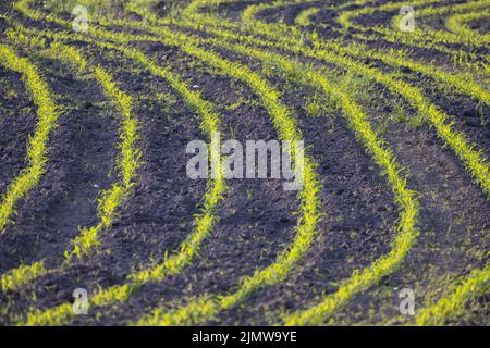 Farmfeld mit Reihen junger Maistriebe auf einem Maisfeld, ländliche Landschaft mit frisch gekeimten Maispflanzen Stockfoto