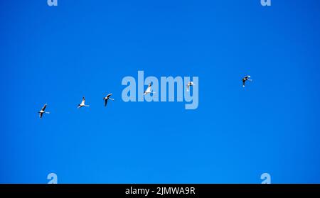 Schwäne fliegen am klaren Himmel. Wilde Gänse auf einem Hintergrund von blauem wolkenlosem Himmel an einem sonnigen, warmen Morgen. Stockfoto