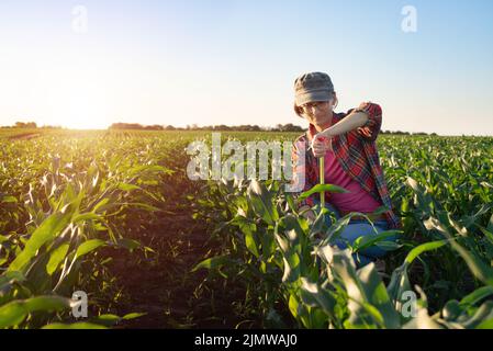 Weibliche kaukasische Maisfarmerin mittleren Alters mit Maßband kniete zur Inspektion von Maisstielen Stockfoto