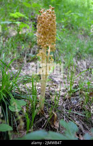 Schöne Neottia nidus-avis, die Vogelnest-Orchidee Stockfoto