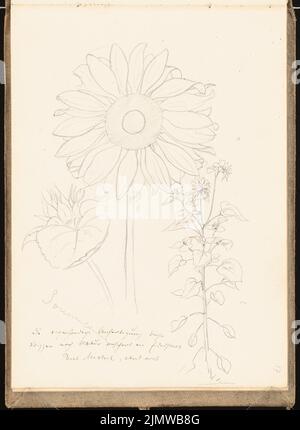 Michel Paul sen. (1877-1938), Skizzenbuch. 1899 (1898-1898): Sonnenblume. Bleistift auf Papier, 25,5 x 18,7 cm (inklusive Scankanten) Michel Paul sen. (1877-1938): Skizzenbuch. 1899 Stockfoto