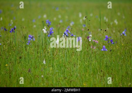 Iris sibirica, allgemein bekannt als sibirische Iris oder sibirische Flagge, ist eine Art der Gattung Iris. Gesehen in der Nähe des Chiemsees, Bayern, Deutschland Stockfoto