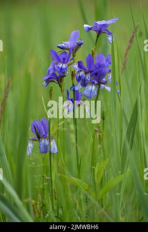 Iris sibirica, allgemein bekannt als sibirische Iris oder sibirische Flagge, ist eine Art der Gattung Iris. Gesehen in der Nähe des Chiemsees, Bayern, Deutschland Stockfoto
