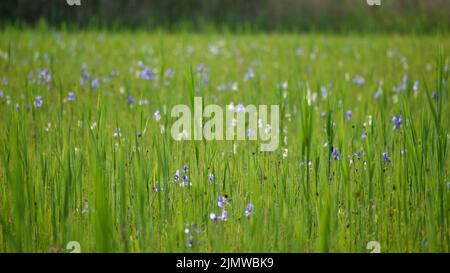 Iris sibirica, allgemein bekannt als sibirische Iris oder sibirische Flagge, ist eine Art der Gattung Iris. Gesehen in der Nähe des Chiemsees, Bayern, Deutschland Stockfoto
