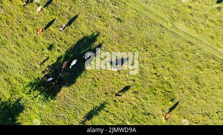 Kühe laufen auf der Wiese und werfen Schatten Drohnenschießen Stockfoto