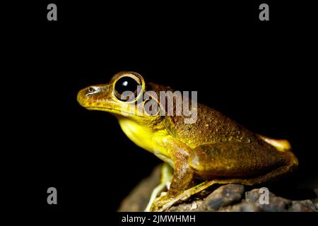 Eastern Stony Creek Frog (Litoria wilcoxii), der auf einem Felsen im Vorstadtstrom Kedron Brook, Queensland, Australien, ruht Stockfoto