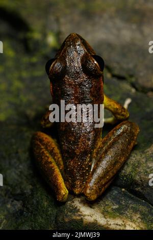 Eastern Stony Creek Frog (Litoria wilcoxii), der auf einem Felsen im Vorstadtstrom Kedron Brook, Queensland, Australien, ruht Stockfoto