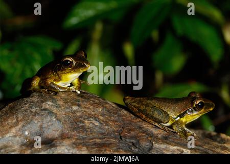 Eastern Stony Creek Frog (Litoria wilcoxii), der auf einem Felsen im Vorstadtstrom Kedron Brook, Queensland, Australien, ruht Stockfoto