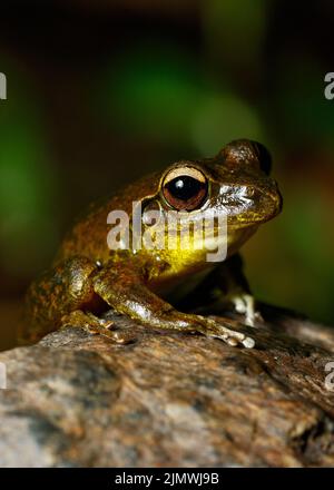 Eastern Stony Creek Frog (Litoria wilcoxii), der auf einem Felsen im Vorstadtstrom Kedron Brook, Queensland, Australien, ruht Stockfoto