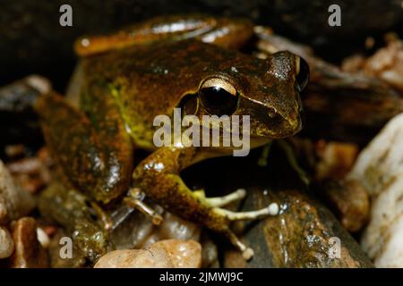 Eastern Stony Creek Frog (Litoria wilcoxii), der auf einem Felsen im Vorstadtstrom Kedron Brook, Queensland, Australien, ruht Stockfoto