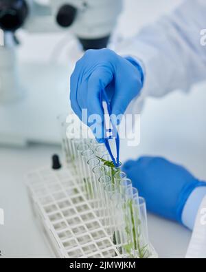 Ich kann es kaum erwarten, bis sie größer werden. Nahaufnahme eines unkenntlichen Wissenschaftlers, der kleine Pflanzen in Fläschchen platziert, die für Experimente auf der Innenseite eines bereit sind Stockfoto