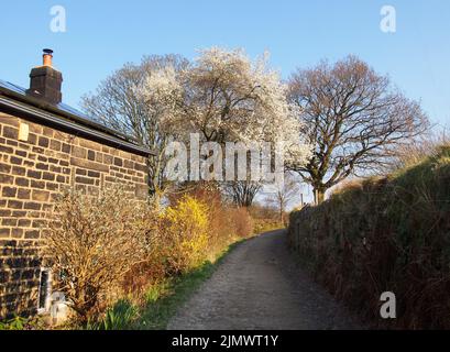 Blick auf die schmale Landstraße, die von einem Bauernhaus und einer Steinmauer mit aufkeimenden Frühlingsbüschen und blühenden Bäumen mit einem s umgeben ist Stockfoto