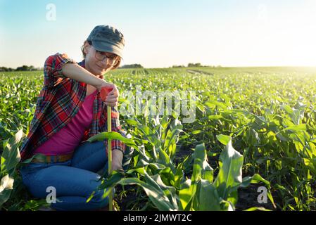 Weibliche kaukasische Maisfarmerin mittleren Alters mit Maßband kniete zur Inspektion von Maisstielen Stockfoto