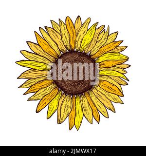 Sonnenblume im Vintage-Stil Stock Vektor