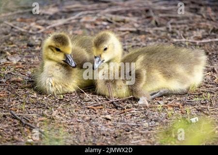 Zwei Baby-Kanadagänse, Branta canadensis oder Gänse, die auf dem Boden ruhen Stockfoto